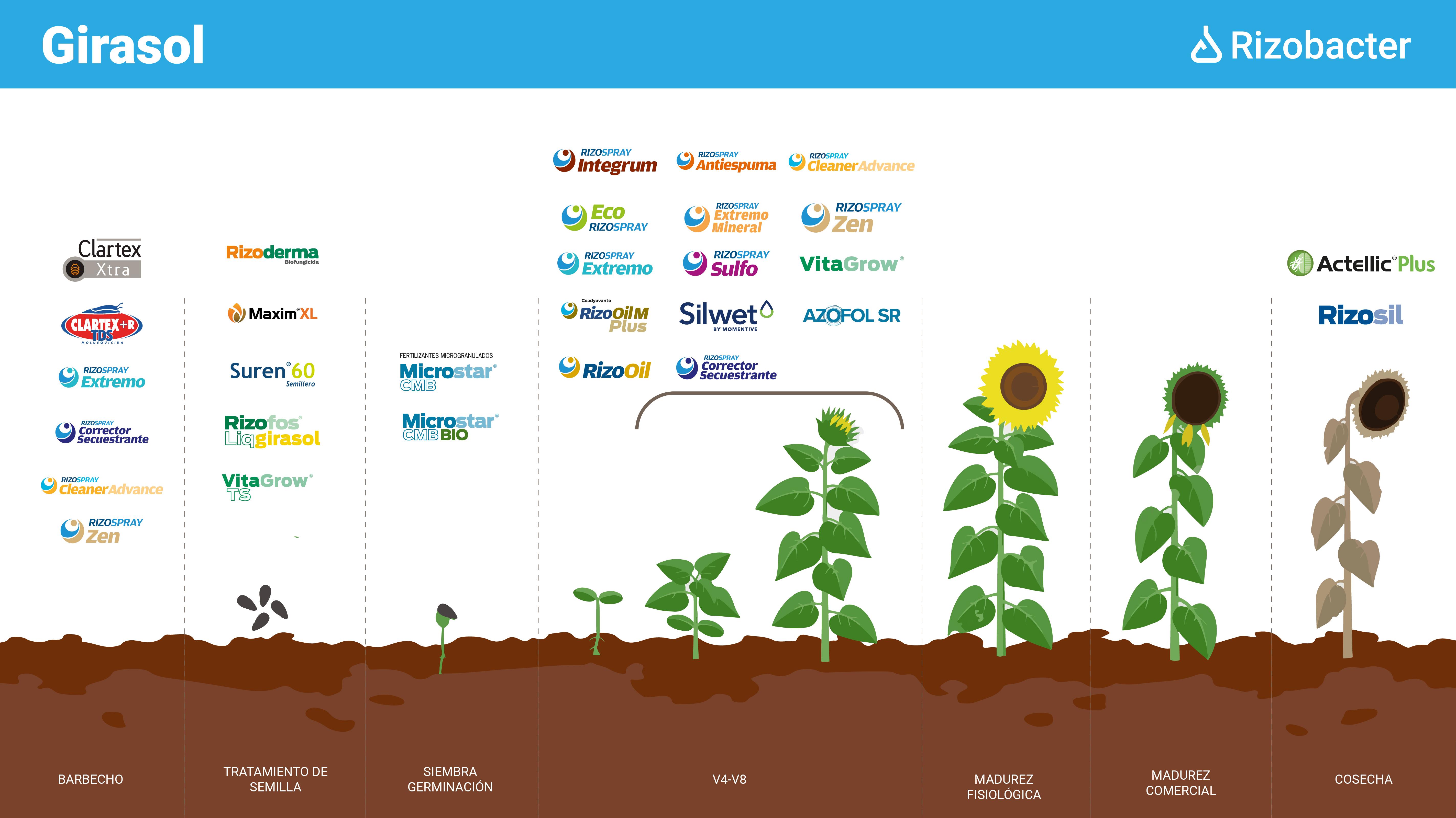 girasol estadios