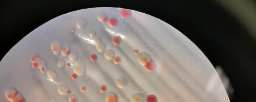 inoculantes en base a Azospirillum